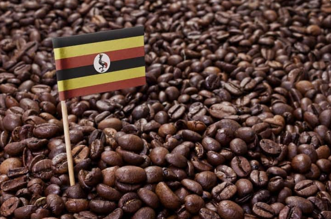 Warum Uganda-Kaffee zu den besten Kaffees der Welt gehört