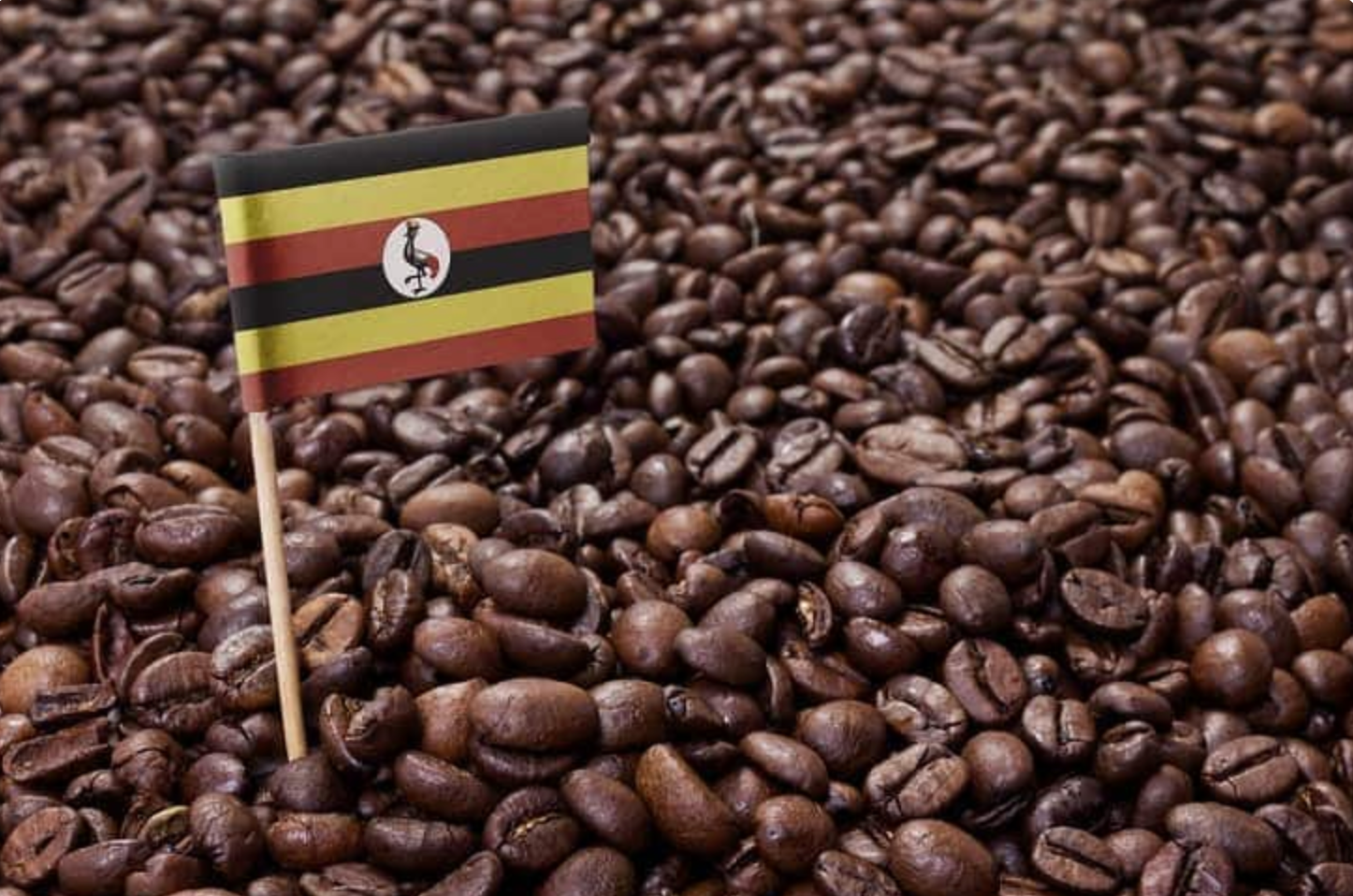Warum Uganda-Kaffee zu den besten Kaffees der Welt gehört