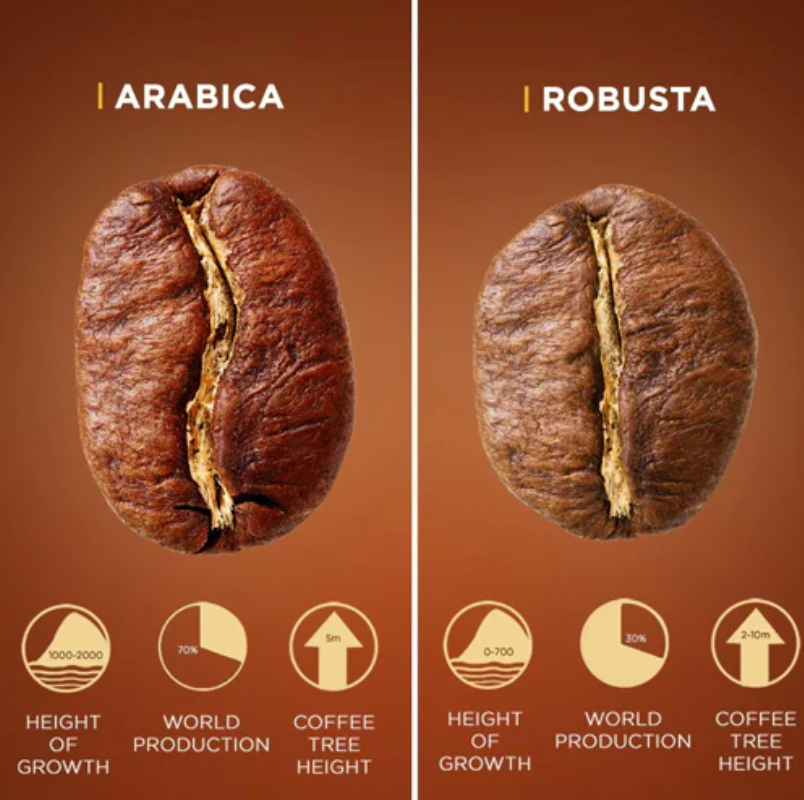 Arabica vs. Robusta – Wo liegt der Unterschied?